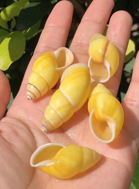 天然海螺贝壳黄色左旋螺鱼缸装饰水族造景收藏标本寄居蟹替换壳