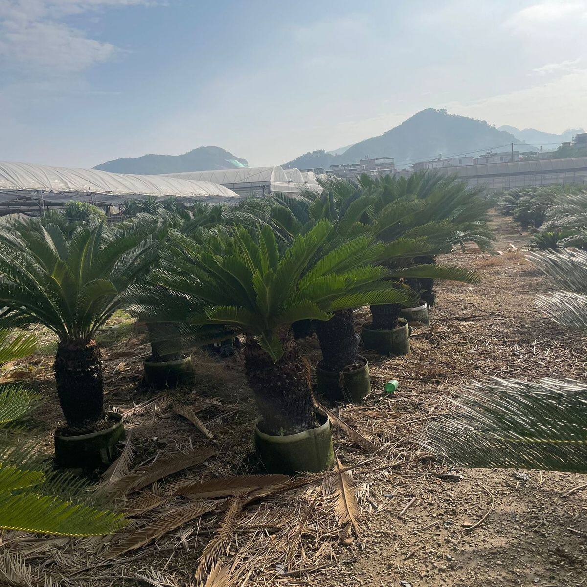 单杆铁树盆栽多头批发征地绿化基地铁树盆景景观树