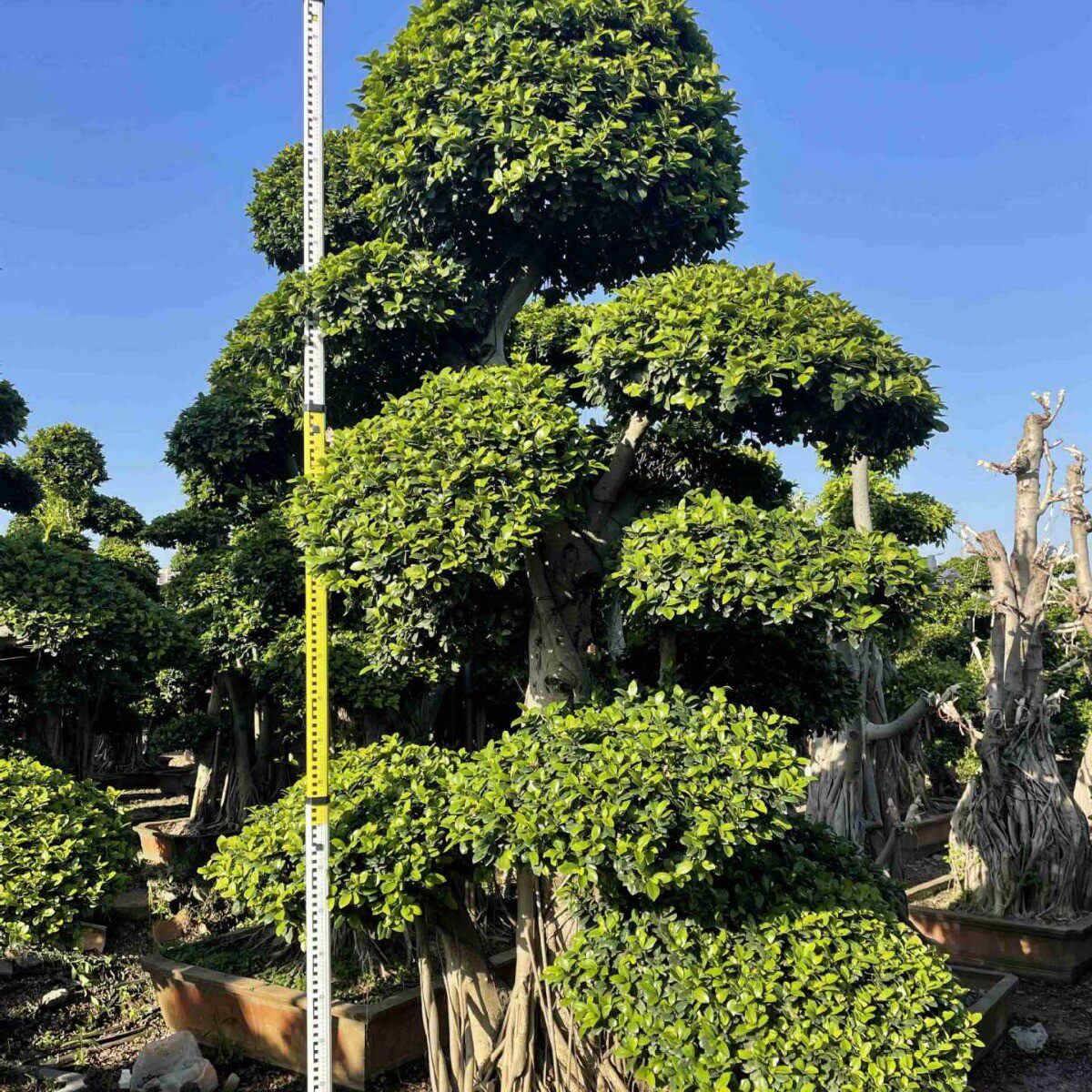 庭院造型小叶榕批发四川重庆小叶榕桩头价格公园别墅福建造景