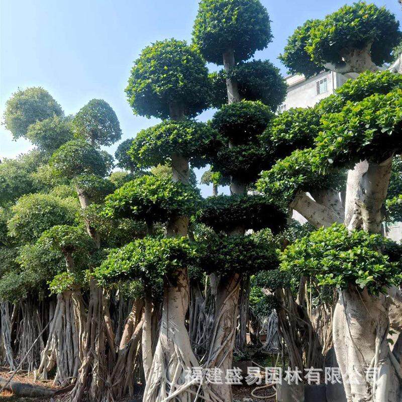 福建造型小叶榕供应小叶榕桩头价格榕树盆景批发小叶榕桩景