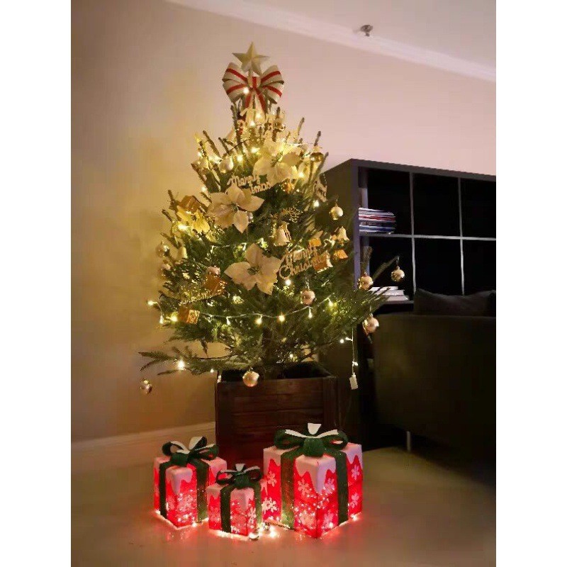 真的活盆栽真树圣诞树的挪威云杉正真的诺贝松圣诞树真树