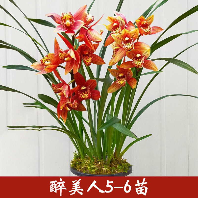 名贵建兰花盆栽带花苗办公室内高端雅致浓香植物盆栽四季盆景花卉