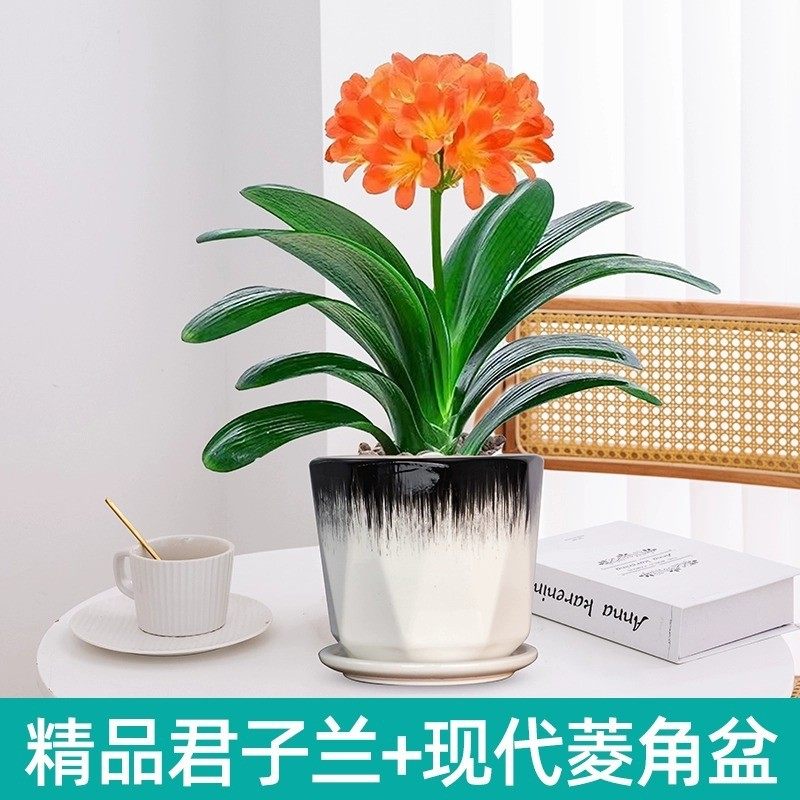 精品名贵君子兰盆栽花卉绿植好养桌面花卉市场批花室内客厅活植物,鲜花速递/花卉仿真/绿植园艺,国兰/杂交兰/洋兰类,淘宝优惠券,粉丝福利购,淘宝优惠卷