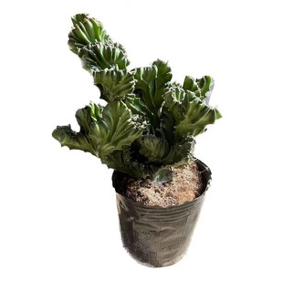 麒麟仙人掌五指山批发落地金麒麟大型玉麒麟缀化仙人掌产地自销