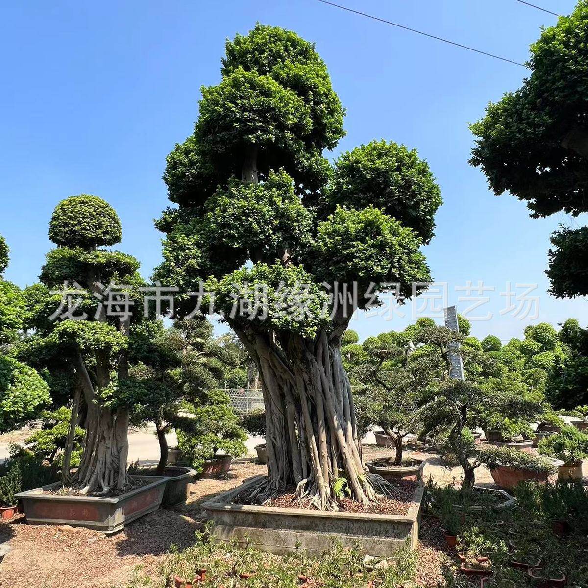 福建小叶榕树桩基地根各种造型小叶榕盆景怪批发小叶榕批发