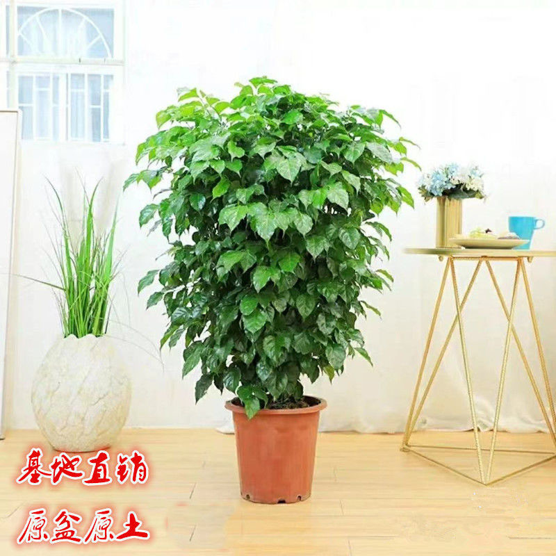 幸福树盆栽客厅室内大型大绿植盆栽平安树开业植物摇钱树乔迁花卉