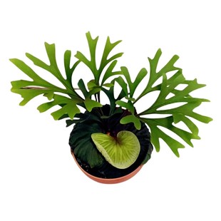 亚洲猴脑鹿角蕨象耳女王野银皇冠蕨植物室内绿植观赏植物耐阴 包邮