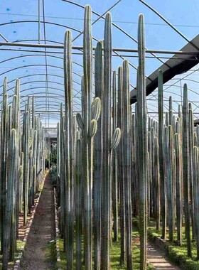 仙人掌镜伦柱红太古北欧风格欧美室内盆栽量天尺仙人武老乐柱