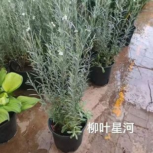 柳叶星河盆栽花苗多年生庭院观花多银叶耐寒耐热植物常绿季节开花