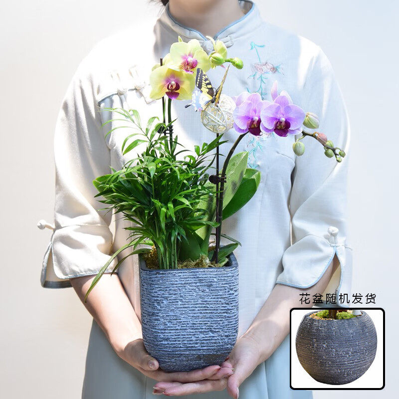 蝴蝶兰盆栽乔迁开业活动礼品绿植装饰摆件新中式室内家居轻奢茶室