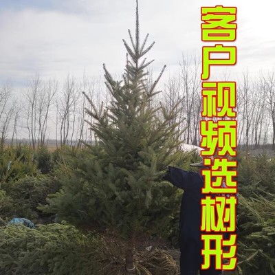 真的活盆栽真树圣诞树的挪威云杉正真的诺贝松圣诞树真树