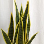 ins风格 仿真绿植盆栽家居落地饰品摆件橱窗森系仿真造景虎皮兰