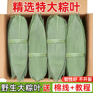 干粽叶特大号粽子叶免邮新鲜麻竹叶商家用箬叶批发包粽子材料送绳