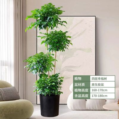 厂家直销办公室招宅绿植造型室内盆栽大棵幸福树大型植物绿宝客厅