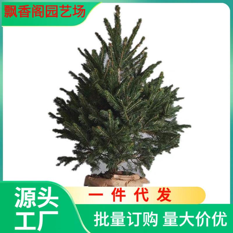 真的圣诞树盆栽挪威活的真树云杉正真的诺贝松圣诞树真树
