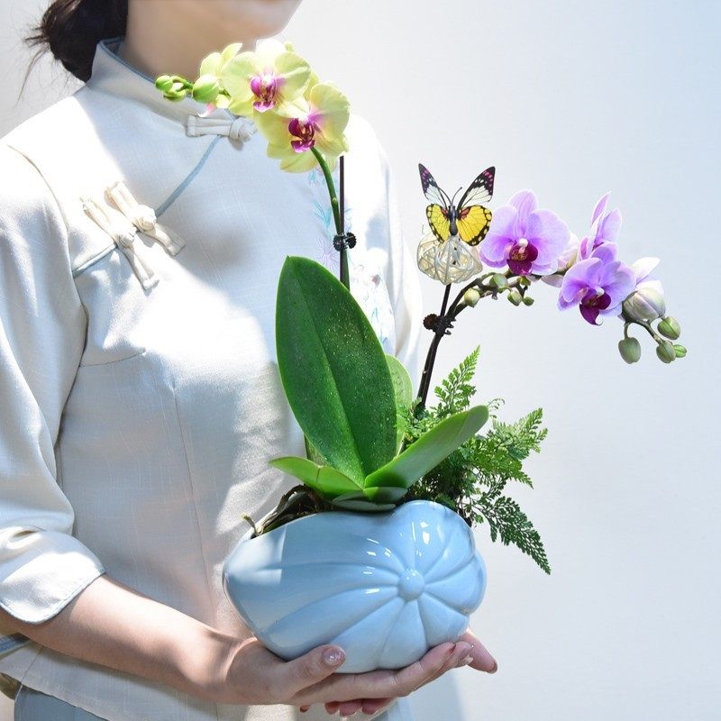 蝴蝶兰盆栽乔迁茶室开业活动礼品装饰摆件新中式室内家居轻奢绿植,鲜花速递/花卉仿真/绿植园艺,时令草本花卉,淘宝优惠券,粉丝福利购,淘宝优惠卷
