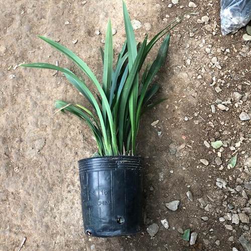 原盆原土四季兰花苗盆栽兰草香兰浓香带花苞绿植花卉易活耐寒好养