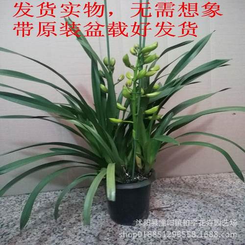 大花惠兰盆栽兰花苗年宵花卉易绿植阳台客厅带花苞发货好养四季活