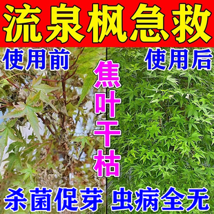 流泉枫营养液急救黄金红枫叶子变黄黑斑白粉根腐枯枝病盆栽专用肥