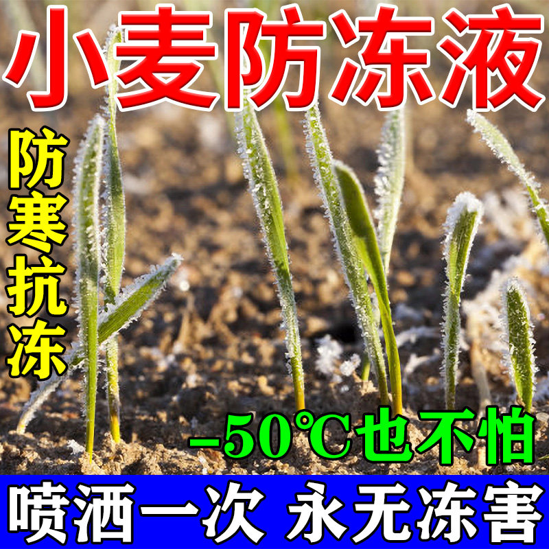 小麦防冻液小麦抗冻防寒剂小麦专用解冻害抗低温小麦防冻剂叶肥Q,鲜花速递/花卉仿真/绿植园艺,家庭园艺肥料,淘宝优惠券,粉丝福利购,淘宝优惠卷