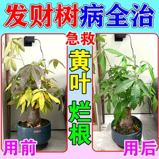 发财树黄叶枯叶烂根专用药杀菌剂掉叶子叶斑根腐叶萎病专用营养液