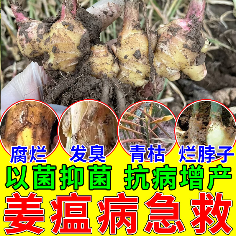 姜瘟清生姜专用药生姜烂脖子病黄萎病青枯病根腐病姜瘟专用杀菌剂,鲜花速递/花卉仿真/绿植园艺,家庭园艺肥料,淘宝优惠券,粉丝福利购,淘宝优惠卷