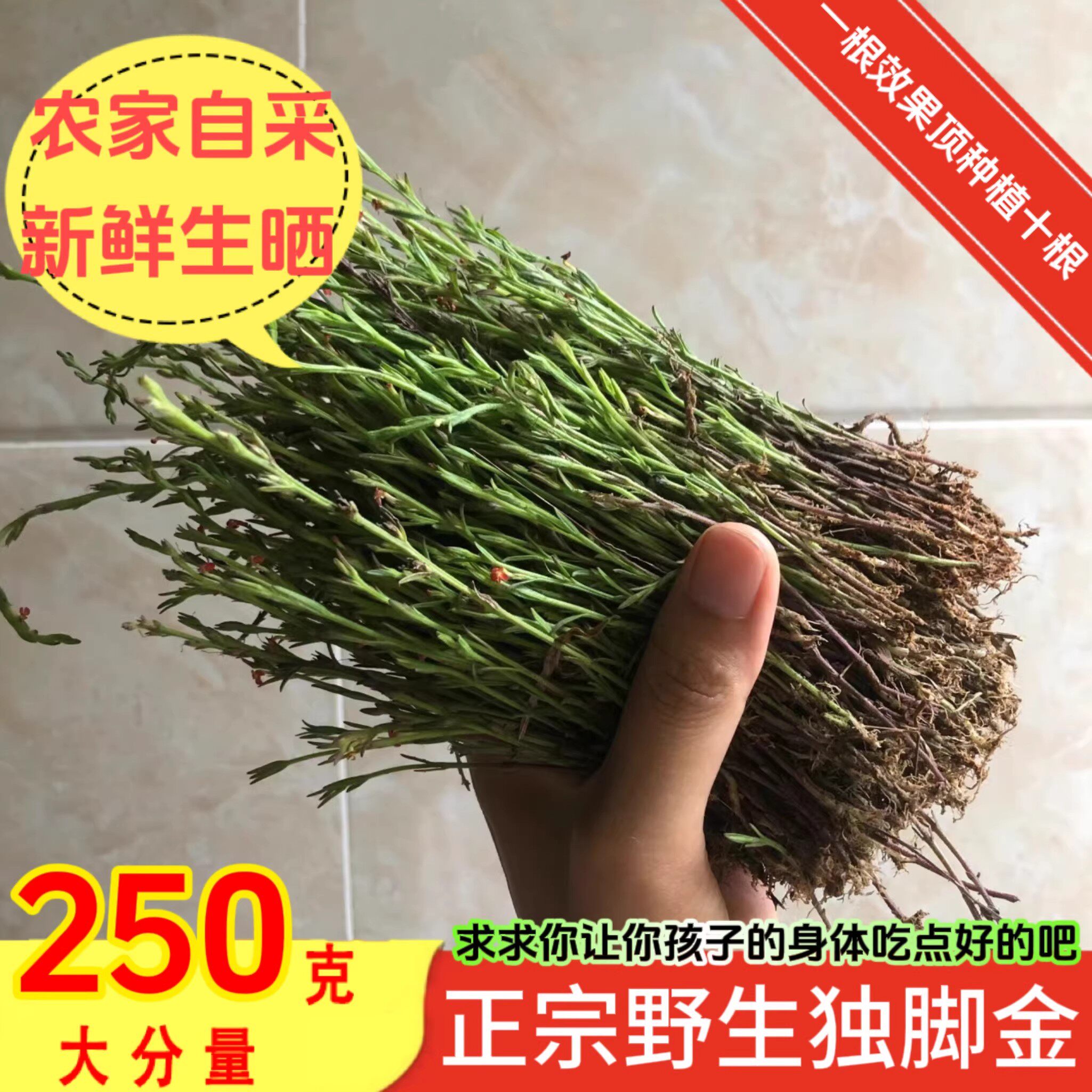 野生独脚金疳积草独角金小孩儿开胃消积煲炖汤新鲜干货中药材草药