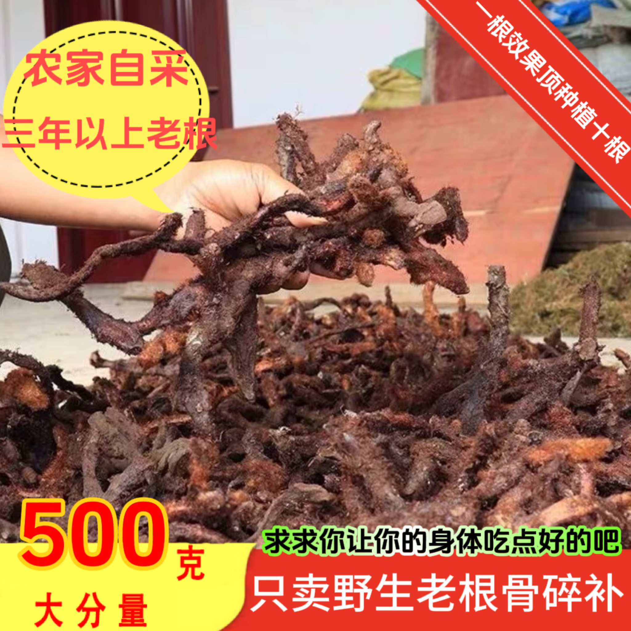 骨碎补中药材野生新鲜巴崖姜石姜申姜毛姜猴姜草药骨碎补粉连爬岩