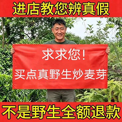 纯野生炒麦芽正品大麦芽回奶泡水