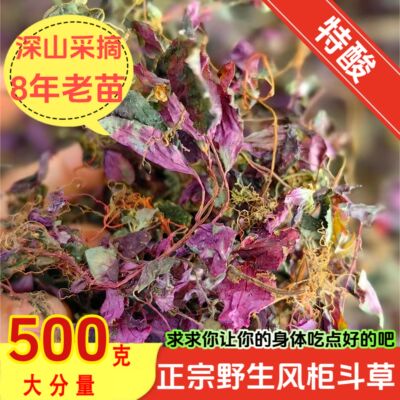 野生出口级风柜斗草全红8年老苗