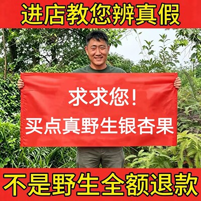野生银杏果正品白果新鲜大果煮粥