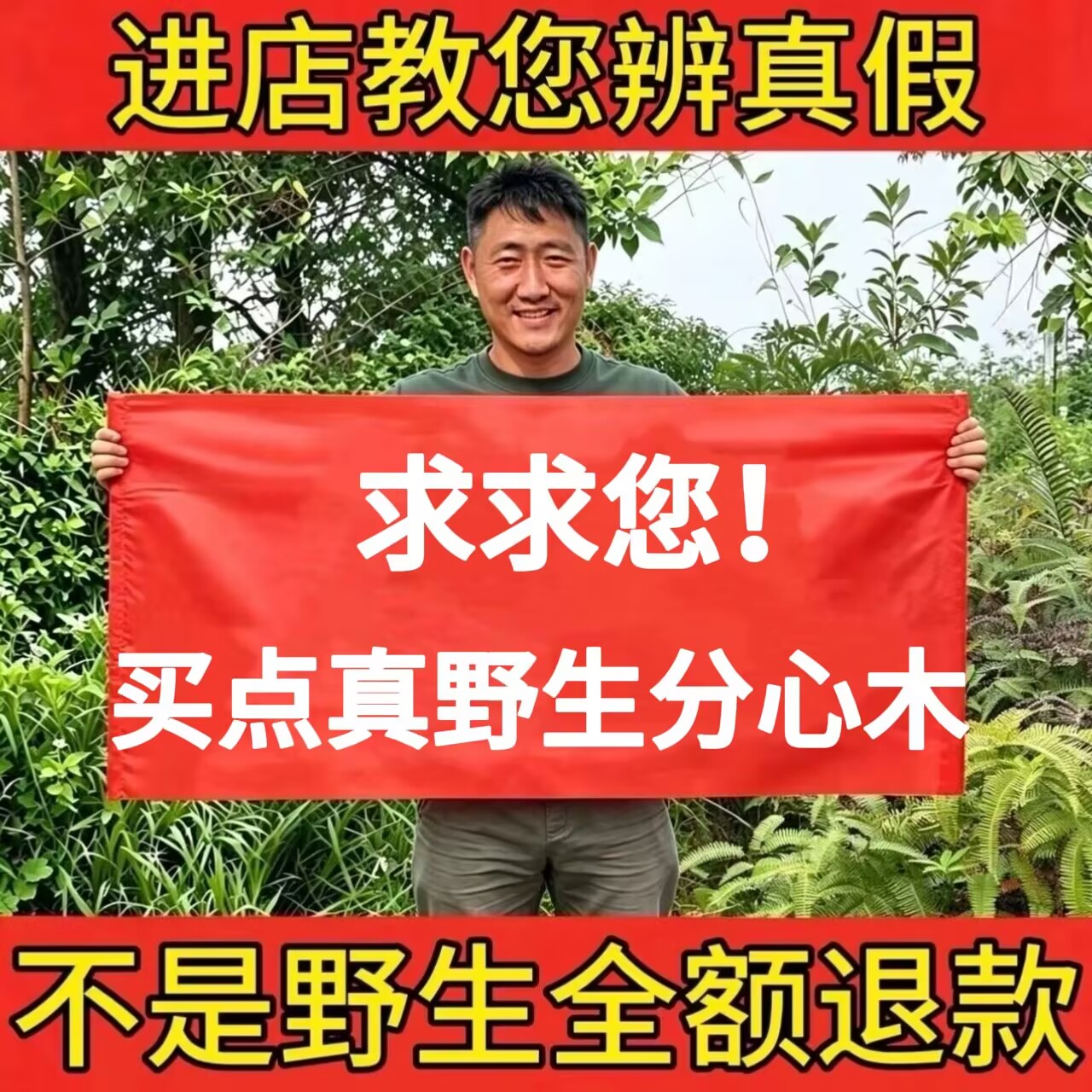 野生分心木中药材正品新货薄皮隔心木夹心木核桃衣无硫干货泡茶水