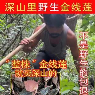福建正宗金线莲干货野生养肝护益肝熬夜去火养生茶新鲜官方旗舰店