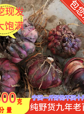 贵州野百合新鲜生百合2斤3斤5斤包邮新鲜食用土特产微苦老百合蒜