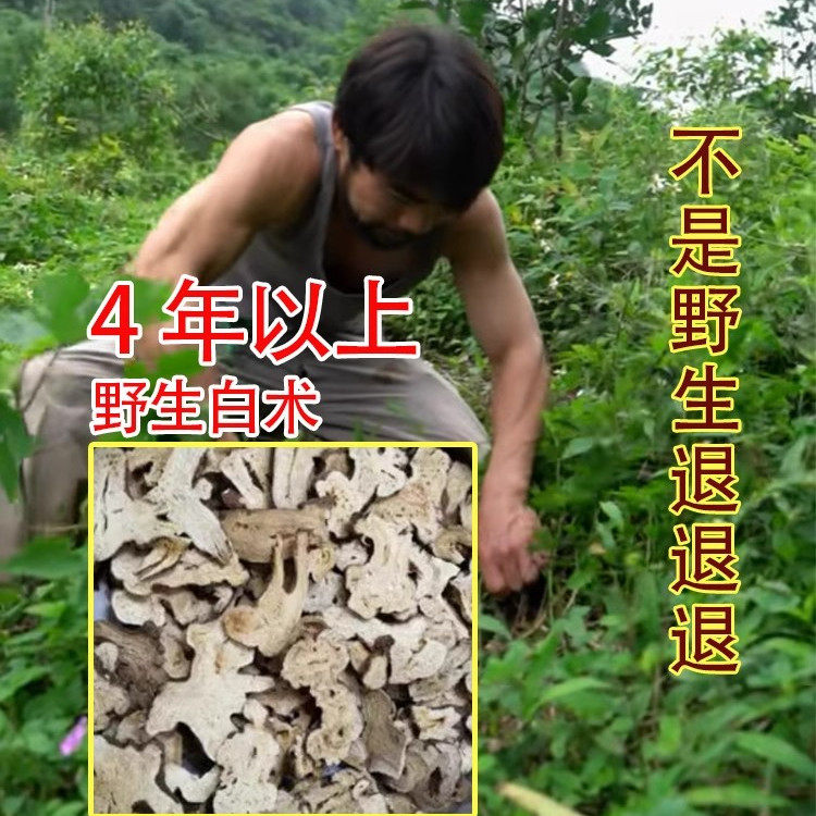 白术中药材正品自制浙江白术足龄大片250g旗舰店中药野生麸炒白术