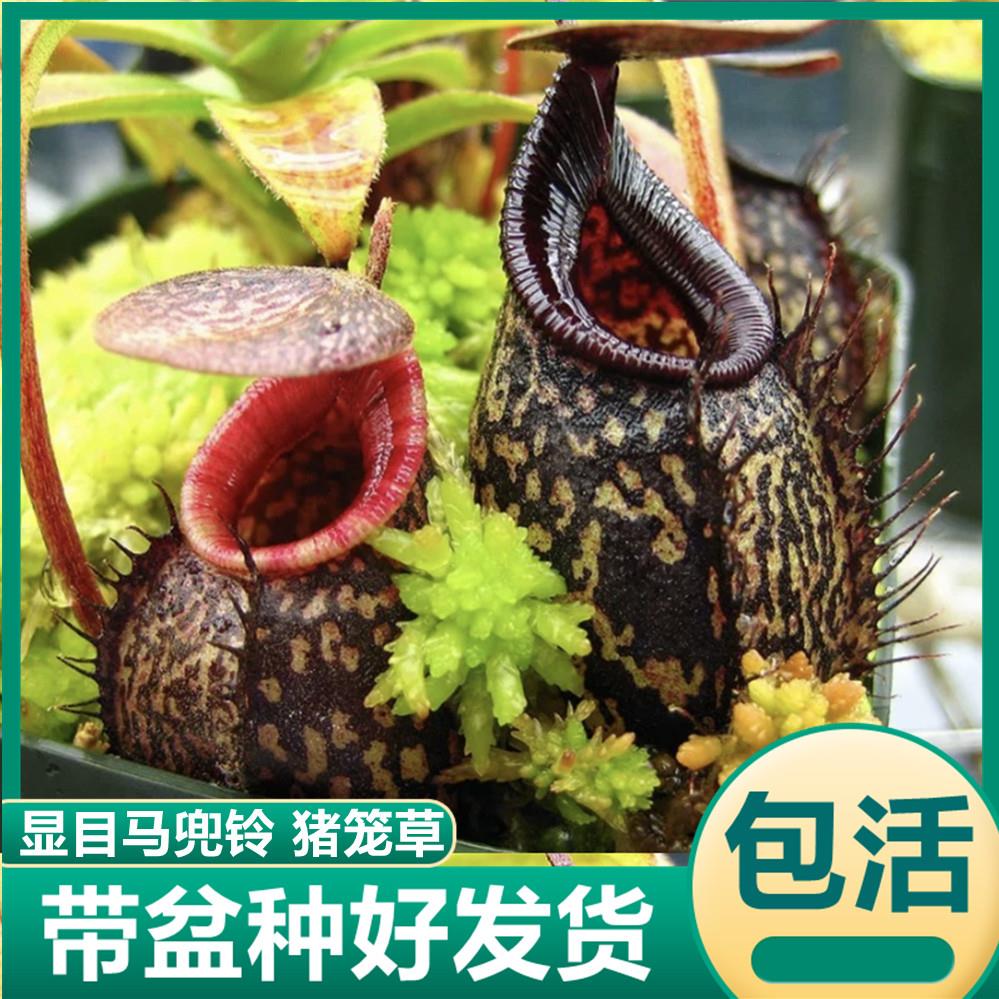 显目马兜铃猪笼草 稀有食虫植物驱蚊草吃虫子苍蝇捕虫草绿植盆栽