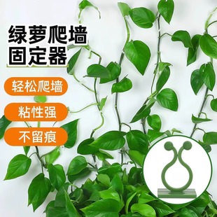 绿萝爬墙固定器家用植物挂钩藤蔓绿萝爬墙神器墙上固定无痕攀爬杆