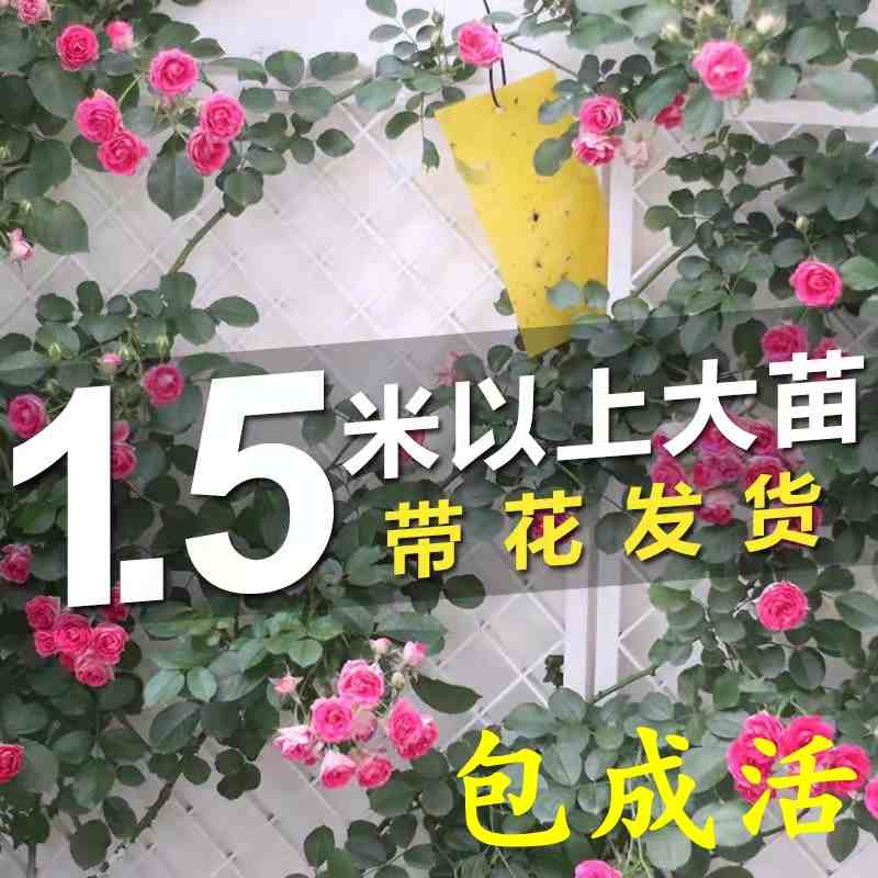 蔷薇花苗藤本月季盆栽爬藤四季开花玫瑰花苗花卉欧月大苗带花苞-封面