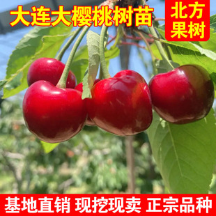 大连樱桃苗南北方地栽车厘子树苗盆栽特大嫁接樱桃果树苗当年结果