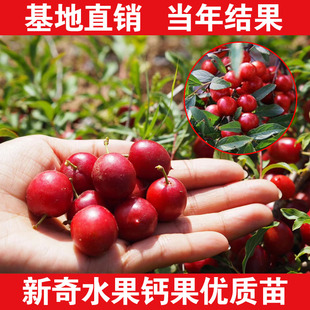 钙果苗欧李高钙欧钙果树苗鲜食补钙盆栽地栽钙果南北种植耐寒结果