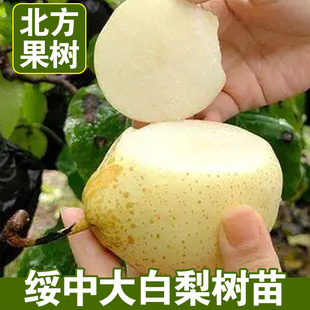 绥中白梨树苗嫁接苗抗耐寒梨苗大白梨秋白梨绥中白梨酥梨当年结果