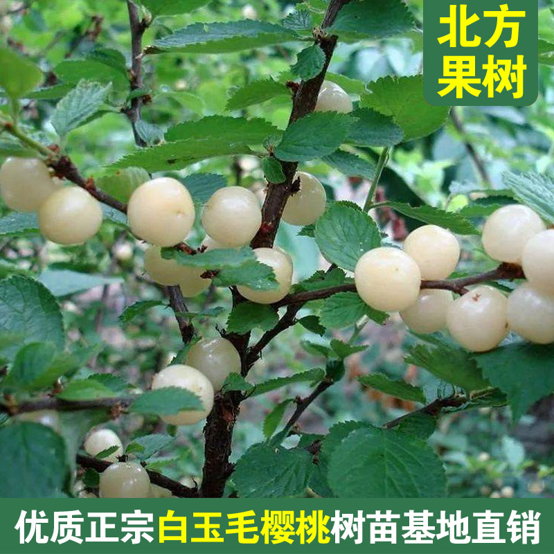 抗寒白玉毛樱桃树苖高甜小核耐寒抗冻白樱桃苗南北方种植当年结果
