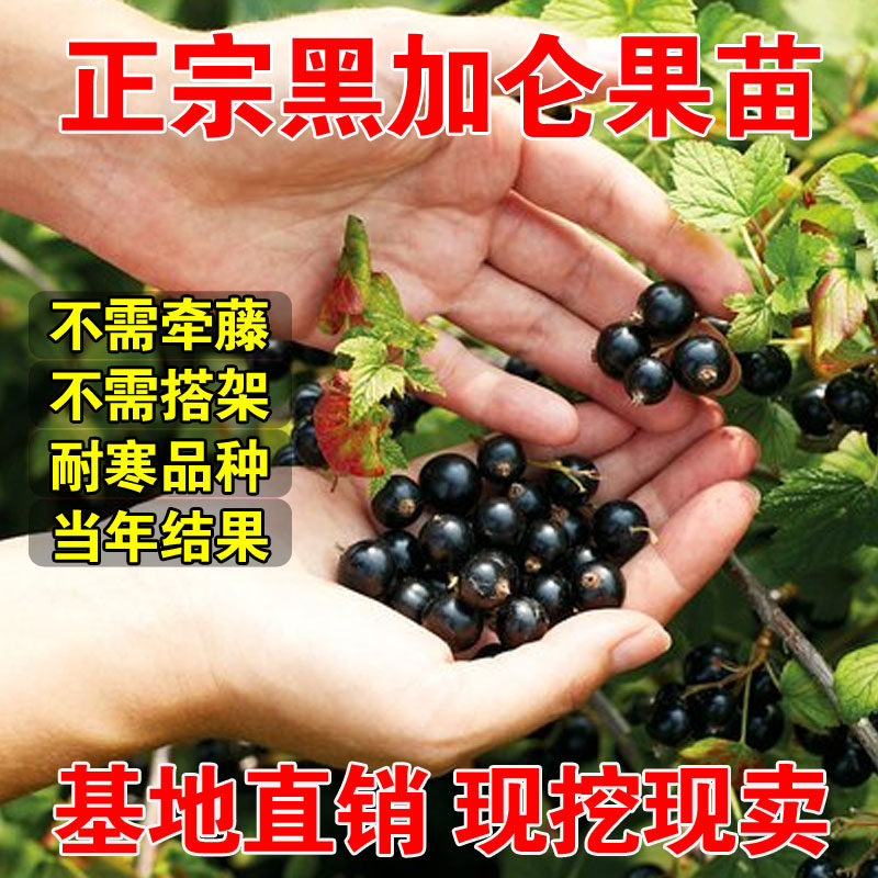 黑加仑树苗树葡萄苗不搭架不爬藤耐寒当年结果盆栽地载南北方种植
