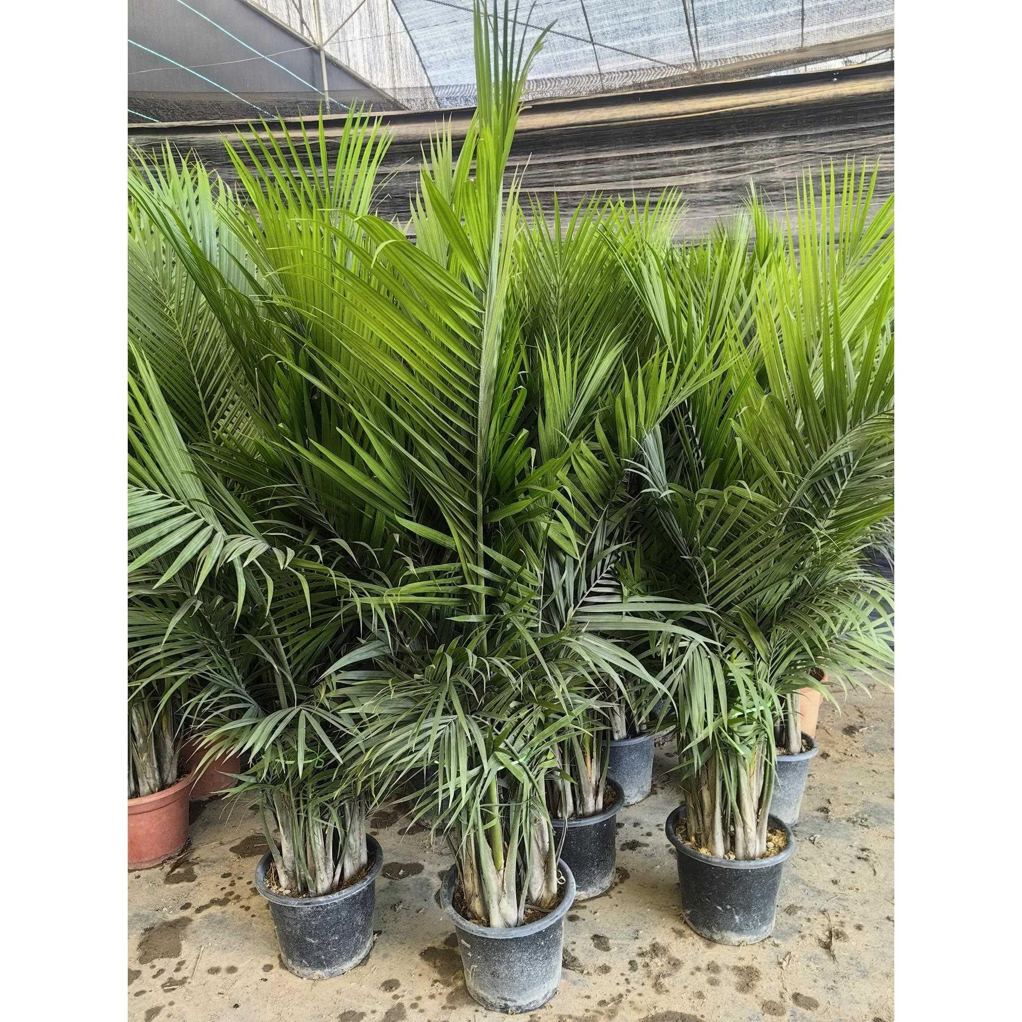 国王椰子盆栽植物室内客厅落地大型绿植净化空气吸甲醛