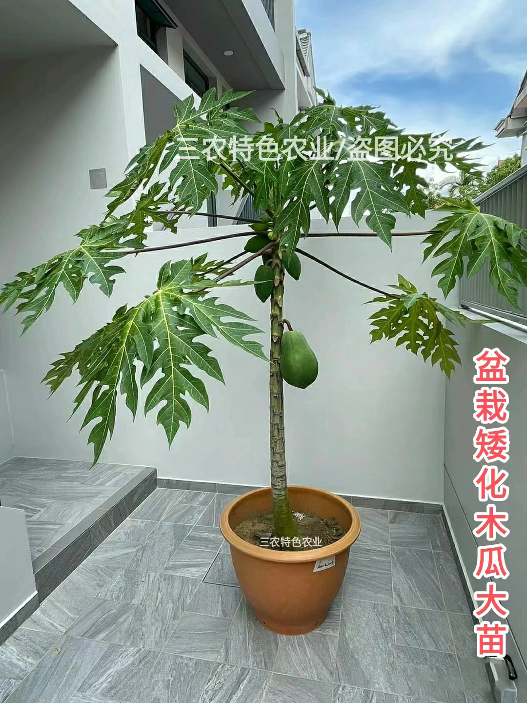 改良矮化木瓜大苗雷州冰糖大青红
