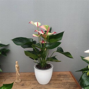 新神秘稀有复色中l大型彩掌 安祖进口红掌花卉绿植盆栽耐阴可水培