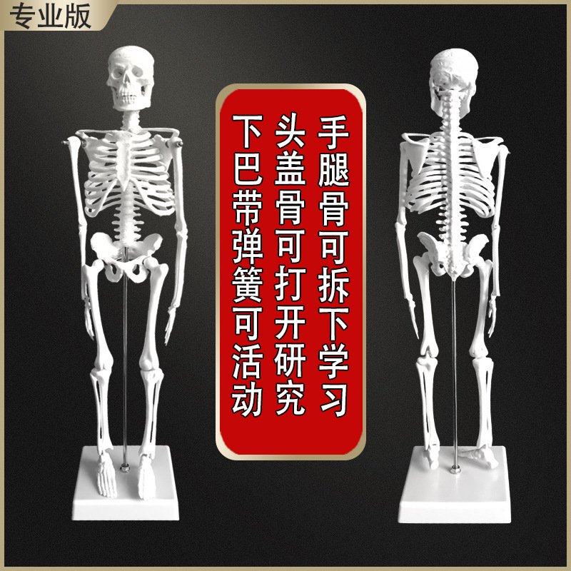 。人体骨骼模型骨架全身骨头小白骷髅人瑜伽迷你教学模型解剖可拆,文具电教/文化用品/商务用品,教学标本/模型,淘宝优惠券,粉丝福利购,淘宝优惠卷