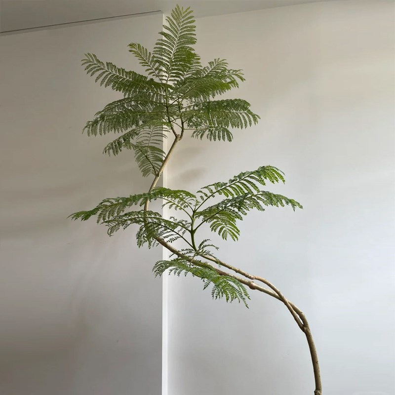 蓝花楹大盆栽客厅绿植高级感落地好养禄植绿色真花卉室内大型植物