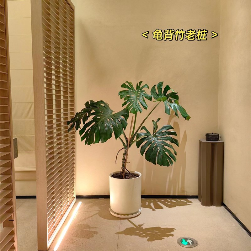 大叶龟背竹老桩造型盆栽大型室内绿植客厅好养植物办公室净化空气