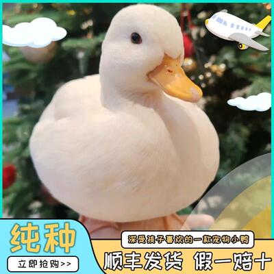 柯尔鸭活宠物幼崽网红鸭子柯尔鸭一公一母柯尔鸭纯种活苗成年s级